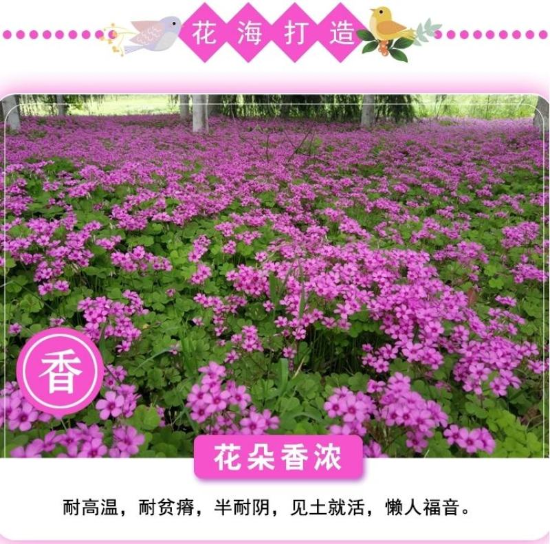 红花酢浆草种球幸运草阳台庭院花卉植物耐寒四季花苗易活好养