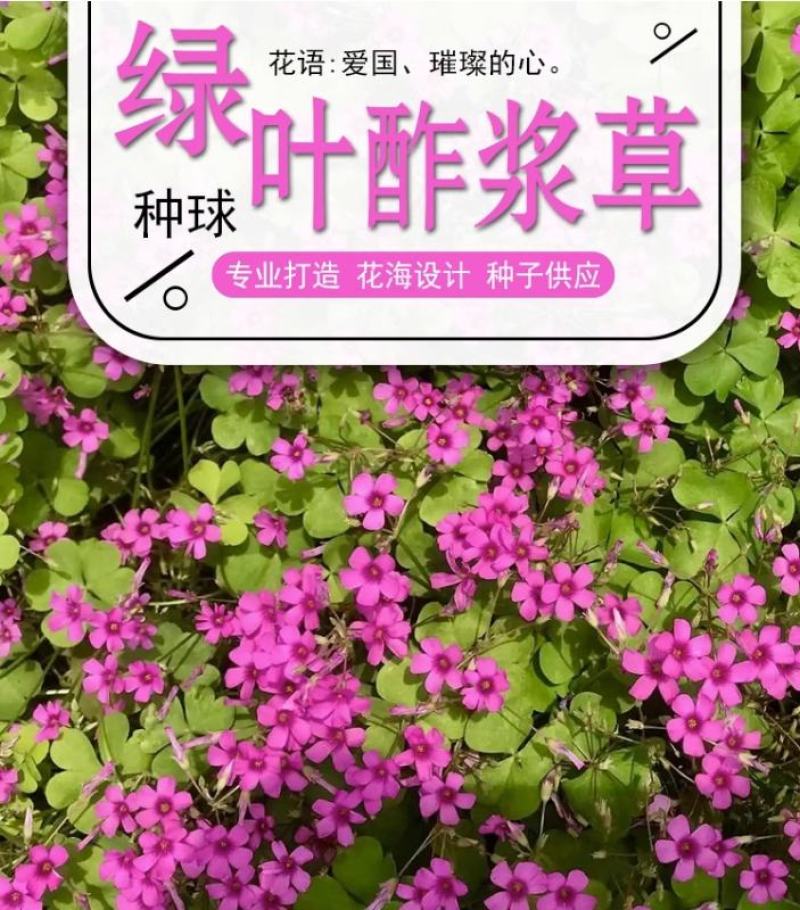 红花酢浆草种球幸运草阳台庭院花卉植物耐寒四季花苗易活好养
