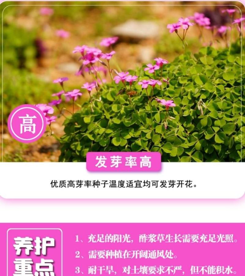 红花酢浆草种球幸运草阳台庭院花卉植物耐寒四季花苗易活好养