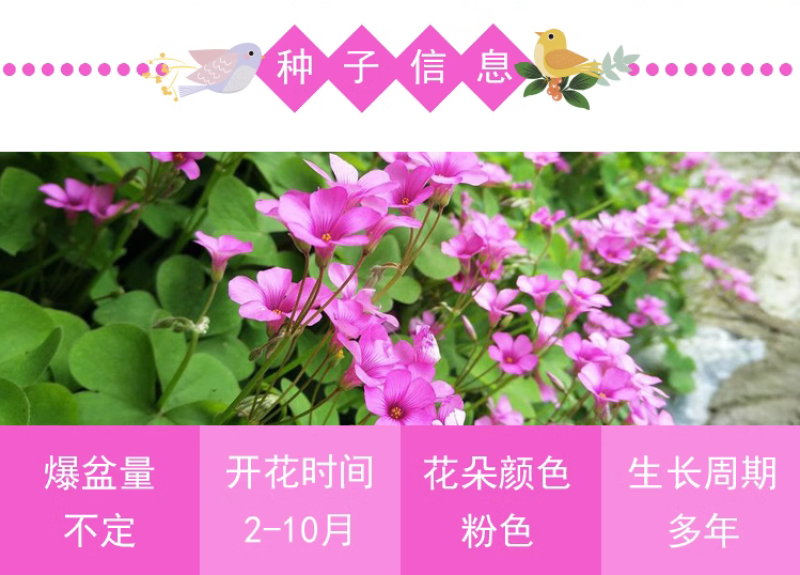 红花酢浆草种球幸运草阳台庭院花卉植物耐寒四季花苗易活好养