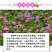 红花酢浆草种球幸运草阳台庭院花卉植物耐寒四季花苗易活好养