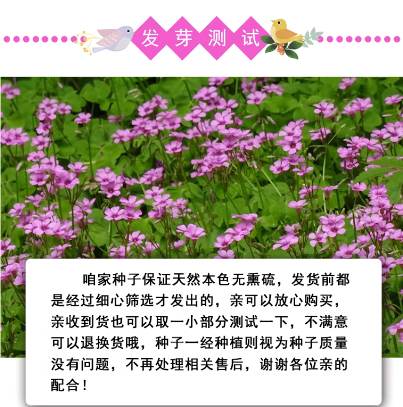 红花酢浆草种球幸运草阳台庭院花卉植物耐寒四季花苗易活好养