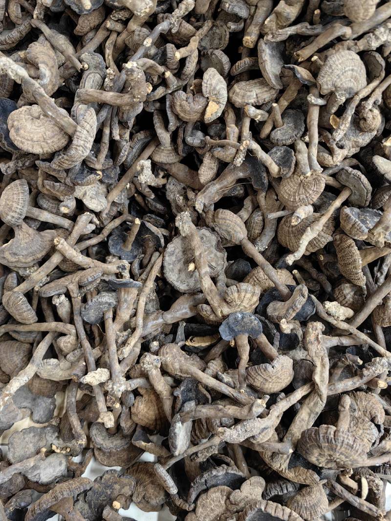 【包邮】野生新货野生香血灵芝一手货源清香香血芝，质量保证