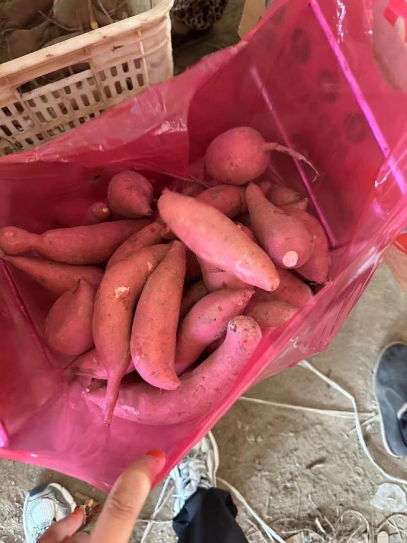 河北雄县大量上小龙九红薯产地直发保质保量对接全国客商