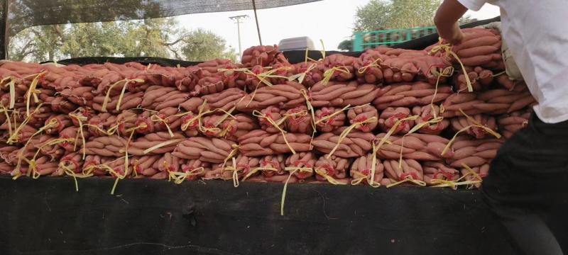 河北雄县大量上小龙九红薯产地直发保质保量对接全国客商