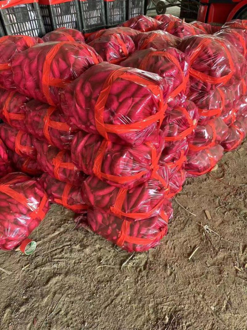 河北雄县大量上小龙九红薯产地直发保质保量对接全国客商