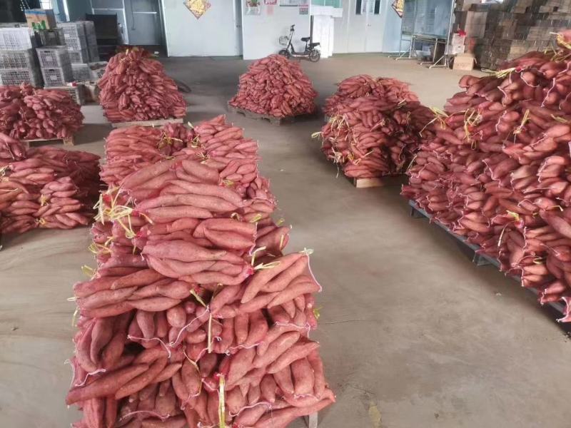河北雄县大量上小龙九红薯产地直发保质保量对接全国客商