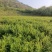 莓茶