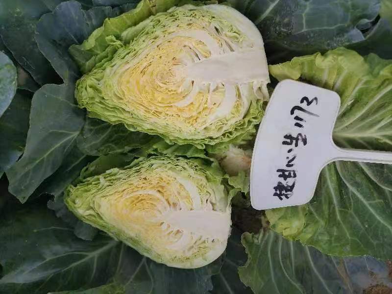 捷甘心生（甘蓝）早熟55天左右