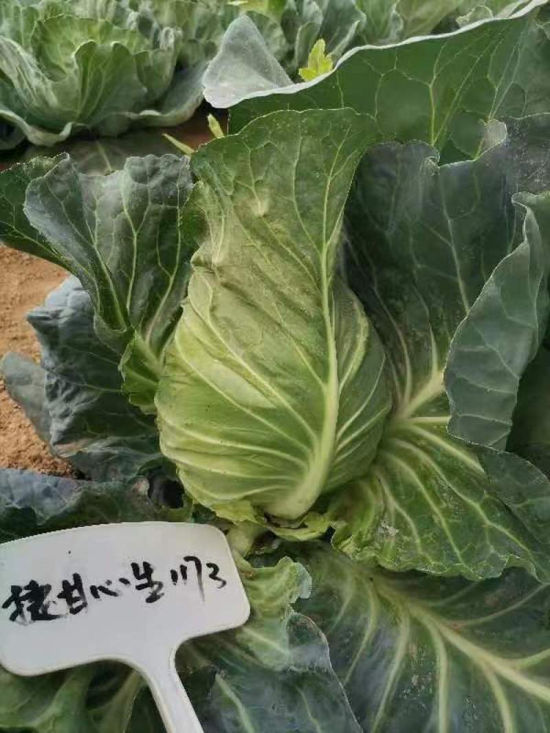 捷甘心生（甘蓝）早熟55天左右