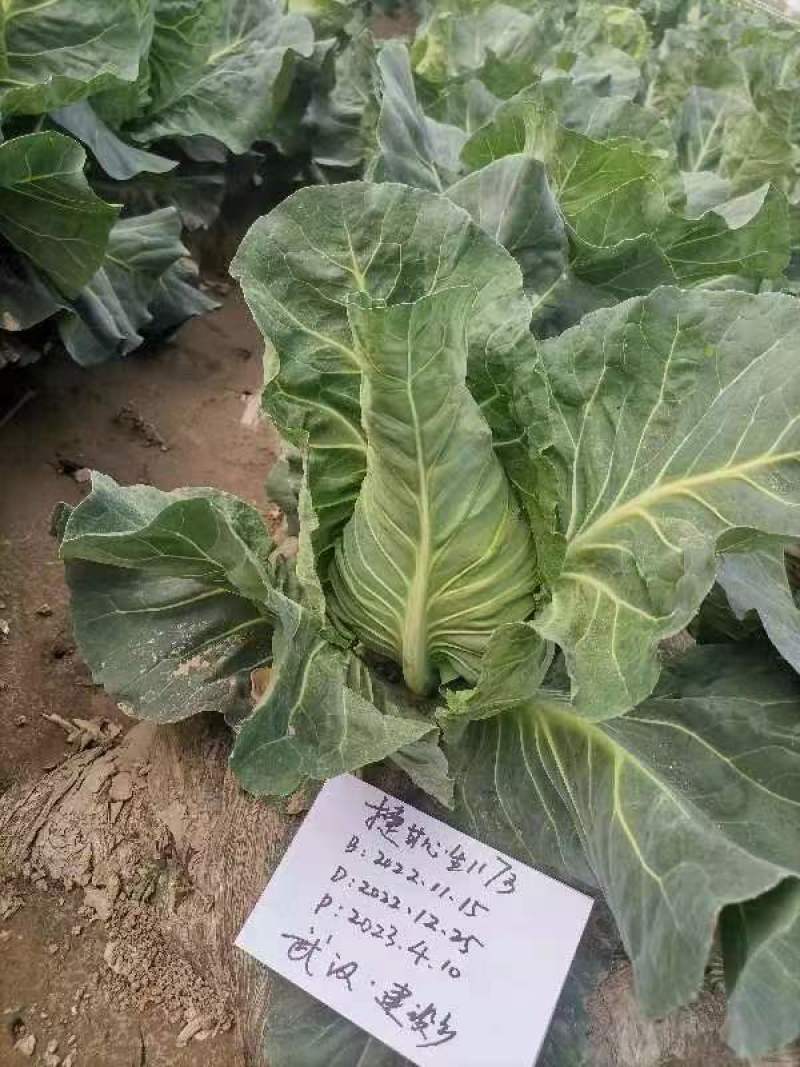 捷甘心生（甘蓝）早熟55天左右
