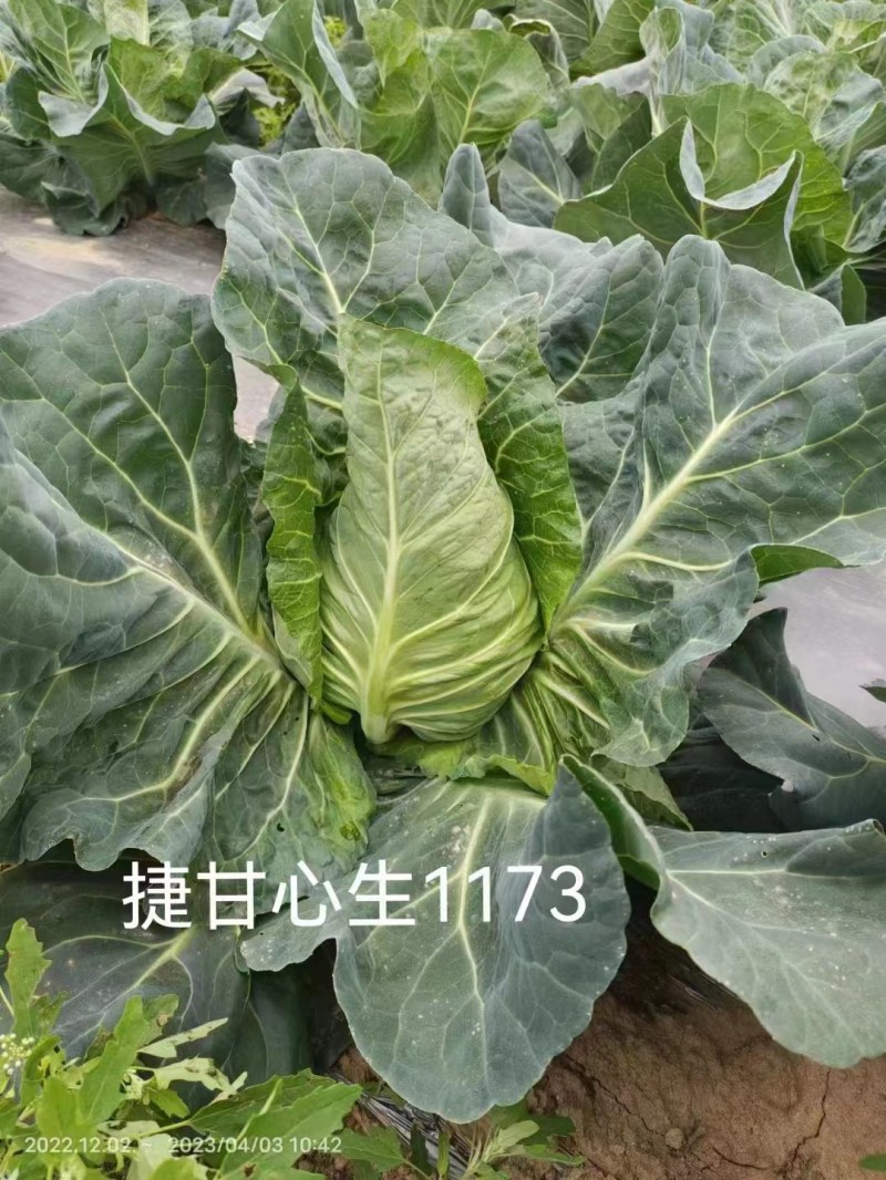 捷甘心生（甘蓝）早熟55天左右