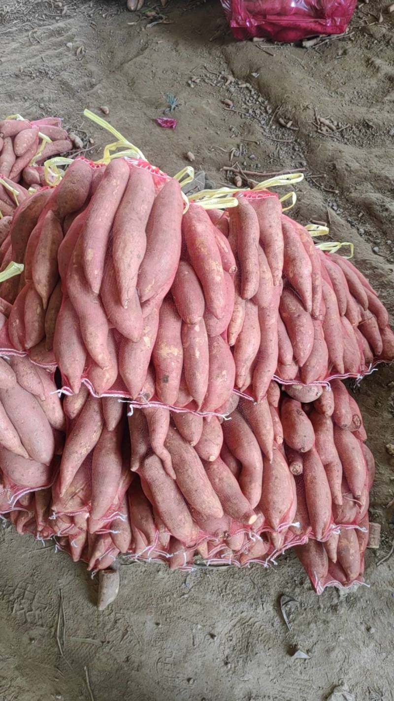 新疆冰糖心哈密蜜薯大量上市新鲜采挖量大从优软糯香甜
