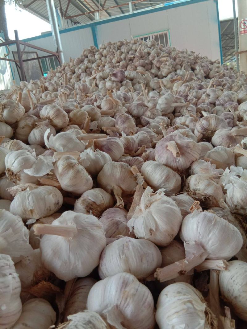 大蒜产地批发，保证质量，量大随到随装，全国代发