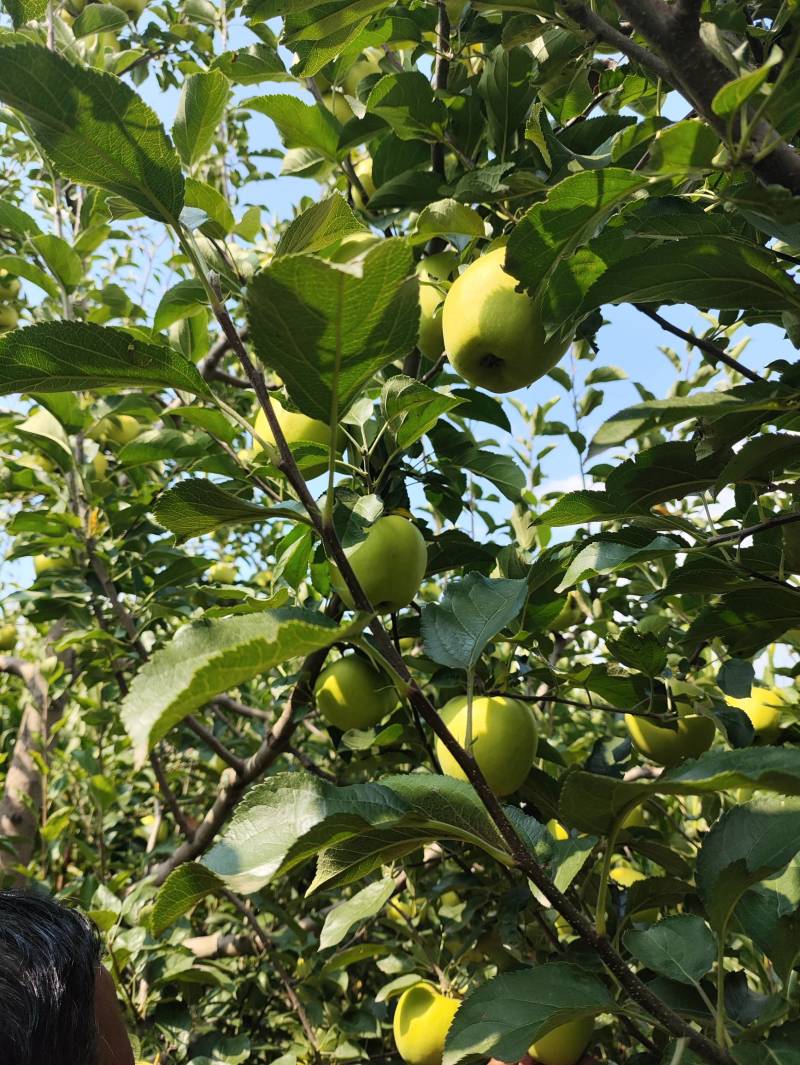 山西榆次.太谷黄元帅.酸甜可口.9月上市