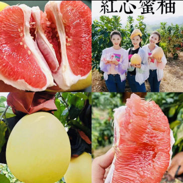 福建平河红心柚三红柚供电商市场商超质量三包