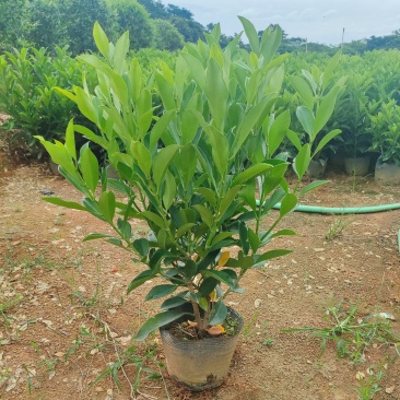 大量非洲茉莉出售，基地供应量大从优一手货源
