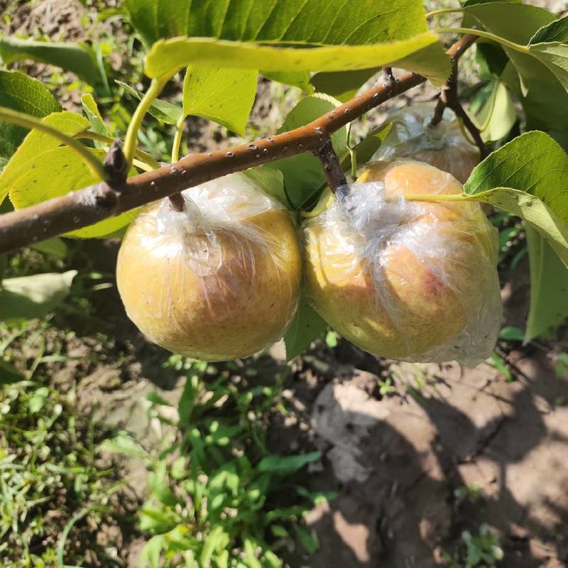 山西榆次.太谷玉露香梨.口感好.甜度高.上市中