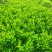 大量非洲茉莉出售，基地供应量大从优一手货源