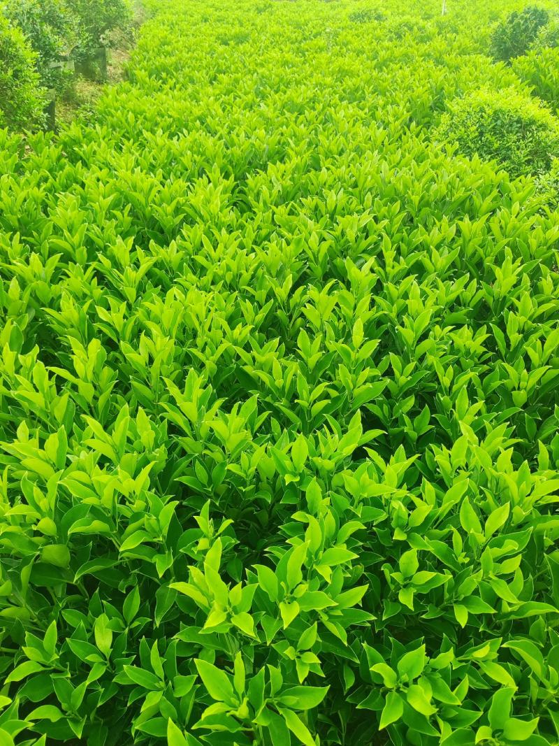 大量非洲茉莉出售，基地供应量大从优一手货源