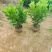 大量非洲茉莉出售，基地供应量大从优一手货源