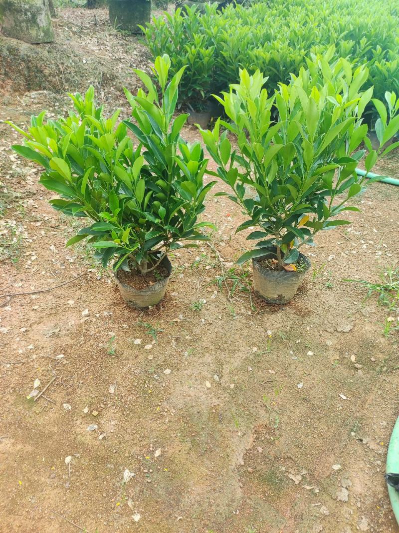 大量非洲茉莉出售，基地供应量大从优一手货源