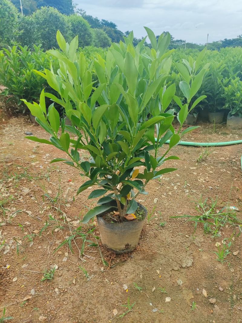 大量非洲茉莉出售，基地供应量大从优一手货源