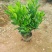 大量非洲茉莉出售，基地供应量大从优一手货源