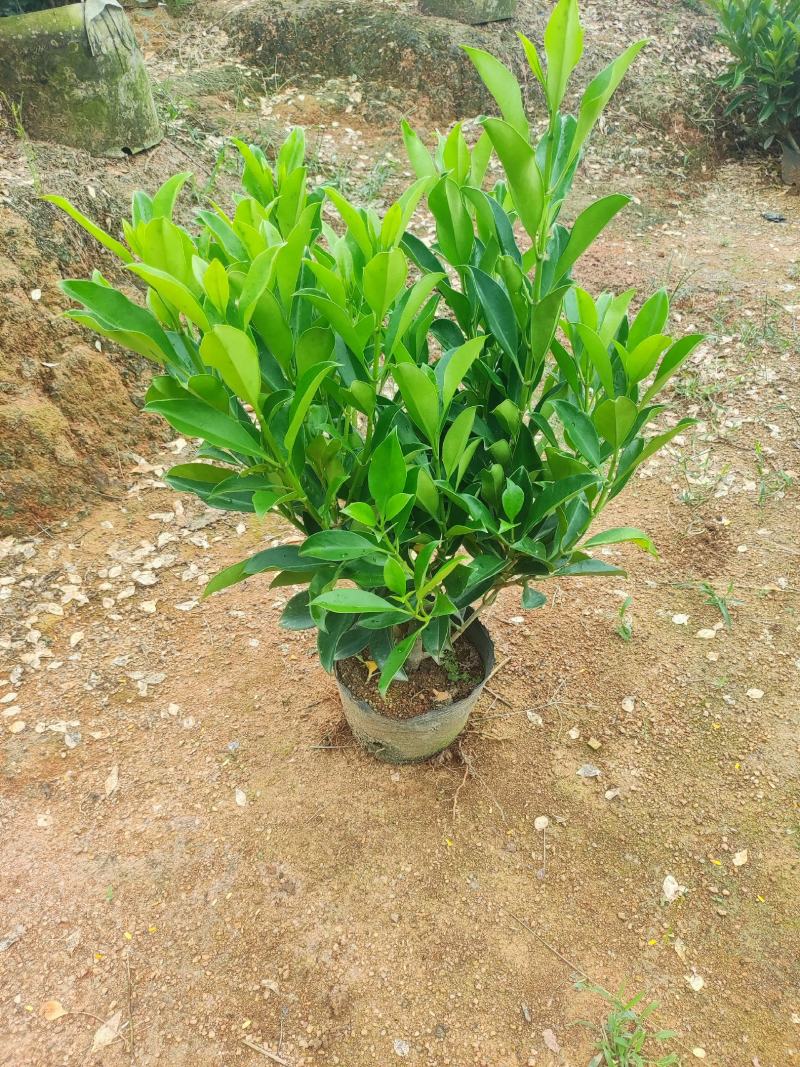 大量非洲茉莉出售，基地供应量大从优一手货源