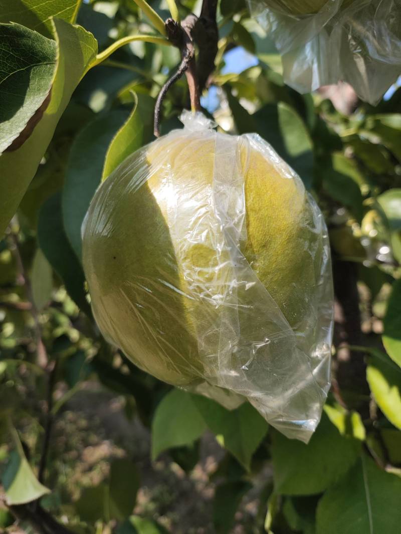 山西榆次.太谷玉露香梨.口感好.甜度高.上市中