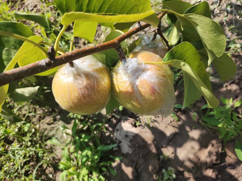 山西榆次.太谷玉露香梨.口感好.甜度高.上市中