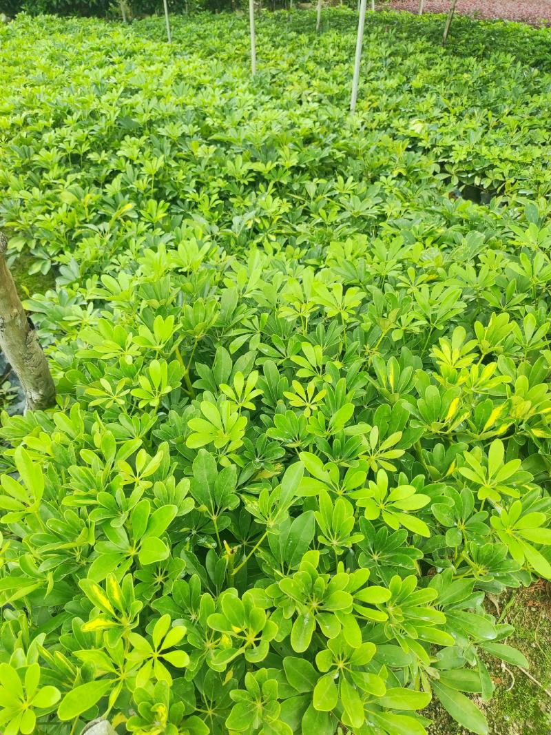 大小杯鸭脚木大量出售。量大质优价格优惠欢迎采购