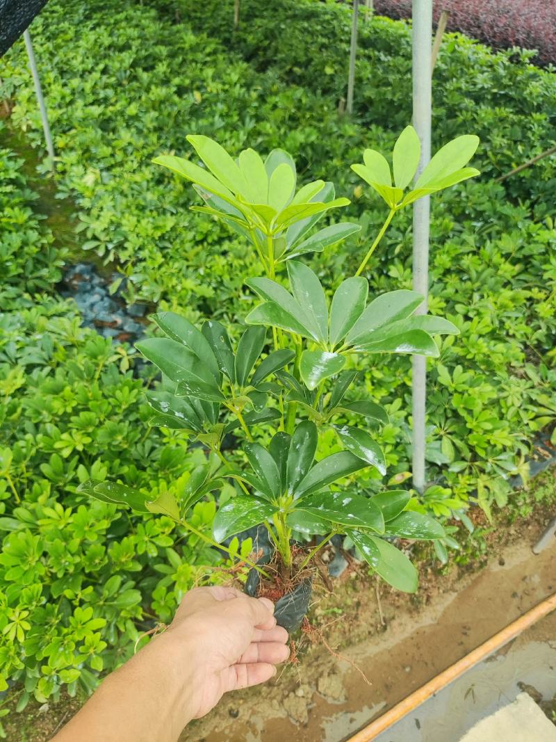 大小杯鸭脚木大量出售。量大质优价格优惠欢迎采购