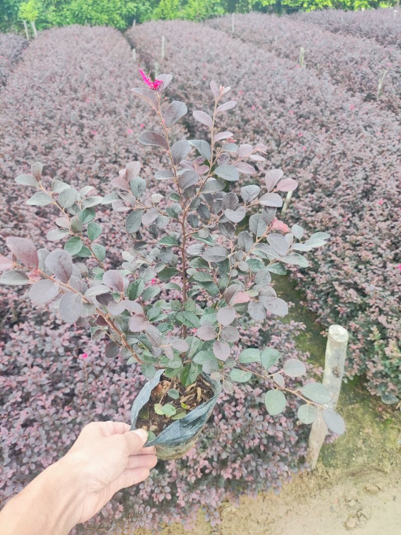 大杯漂亮红继木出售。工程地被