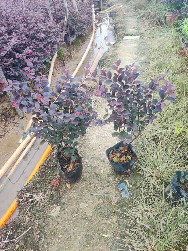 大杯漂亮红继木出售。工程地被