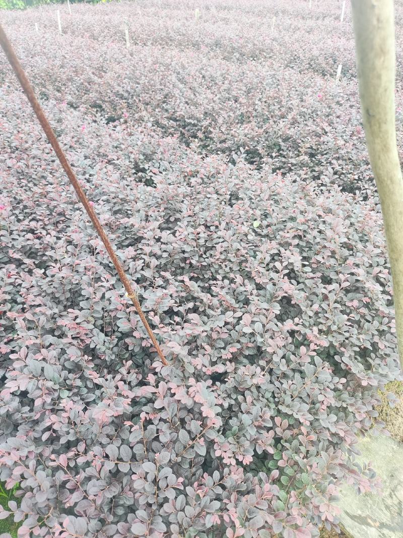 大杯漂亮红继木出售。工程地被