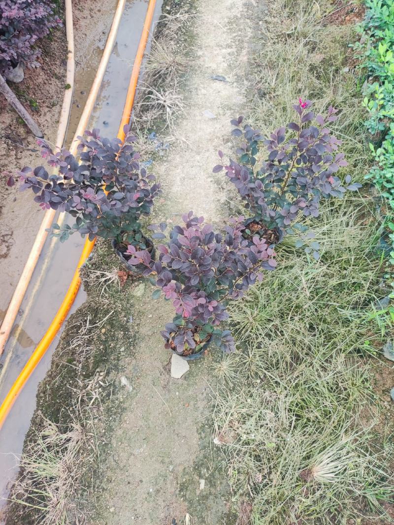 大杯漂亮红继木出售。工程地被