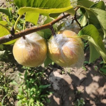 山西太谷榆次玉露香梨.75起步.上市中