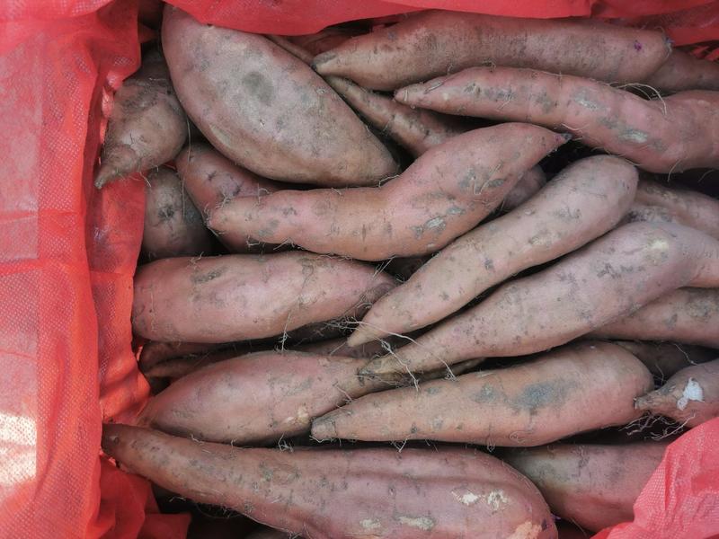 新疆冰糖心哈密红薯产地直发粉糯香甜量大从优对接市场等