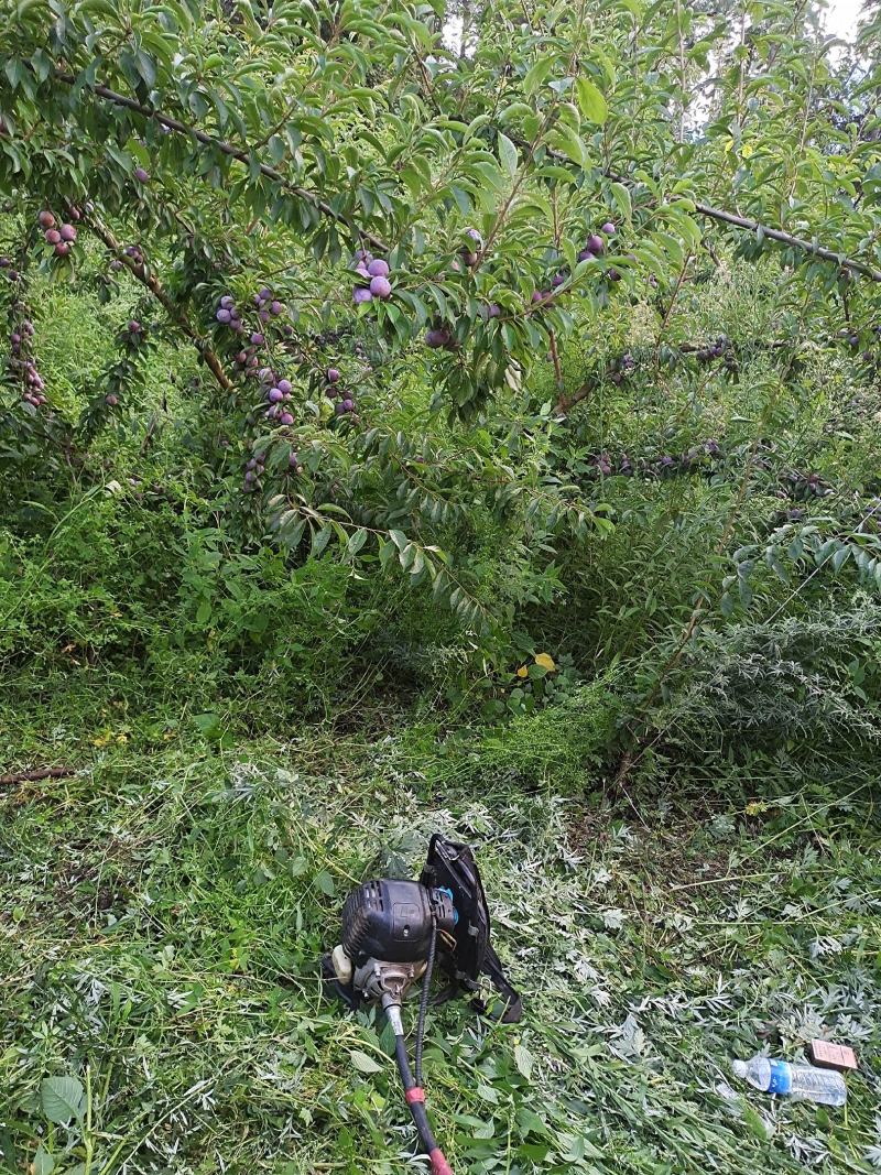 脆红李，四川汉源产地，量大价优，老板热情好客