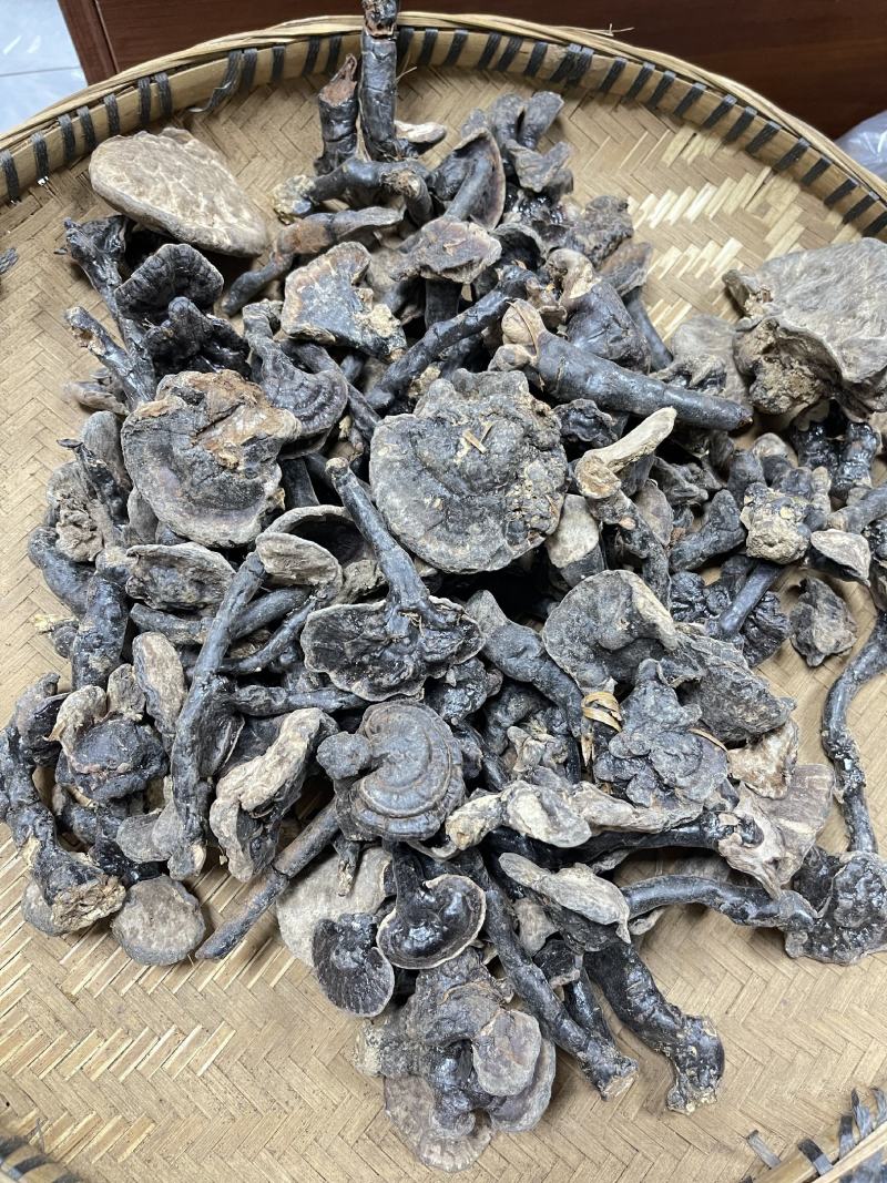 紫灵芝，灵芝，正品纯野生，新货，如假包换！全干