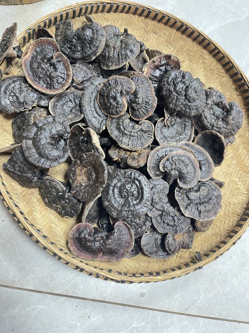 紫灵芝，灵芝，正品纯野生，新货，如假包换！全干