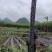 广西正宗黑皮甘蔗泉水种植水分大糖分足货量大现场挑货满意为止