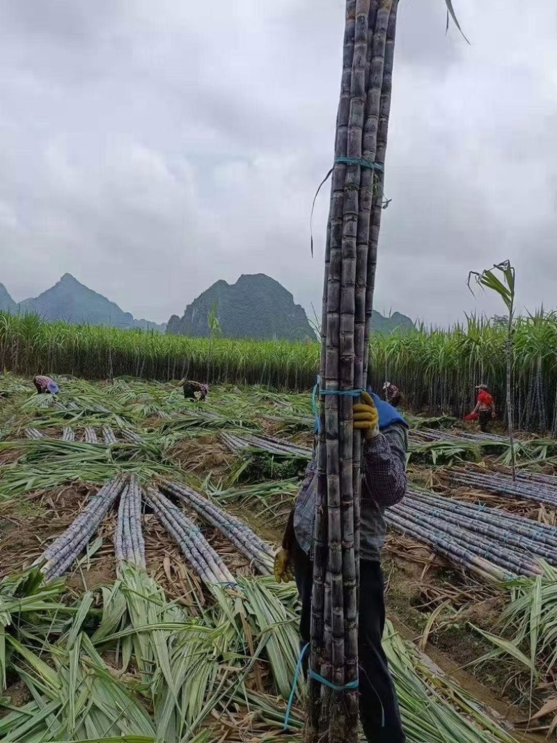 广西正宗黑皮甘蔗泉水种植水分大糖分足货量大现场挑货满意为止