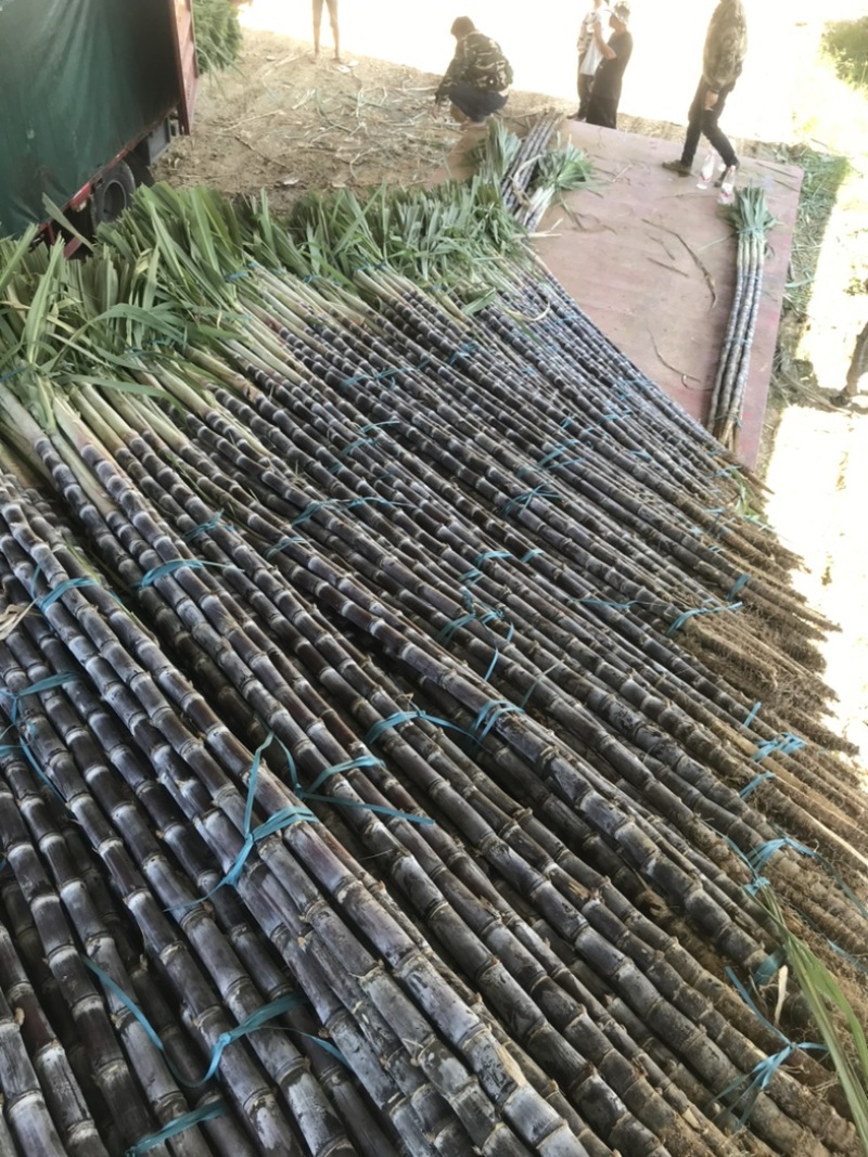 广西黑皮甘蔗规格齐全大小都有节长粗壮全国批发能打