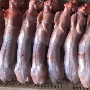 自营农场优质保鲜兔肉、冷冻兔肉，质优价廉
