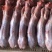 自营农场优质保鲜兔肉、冷冻兔肉，质优价廉