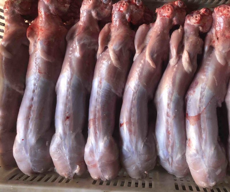 自营农场优质保鲜兔肉、冷冻兔肉，质优价廉