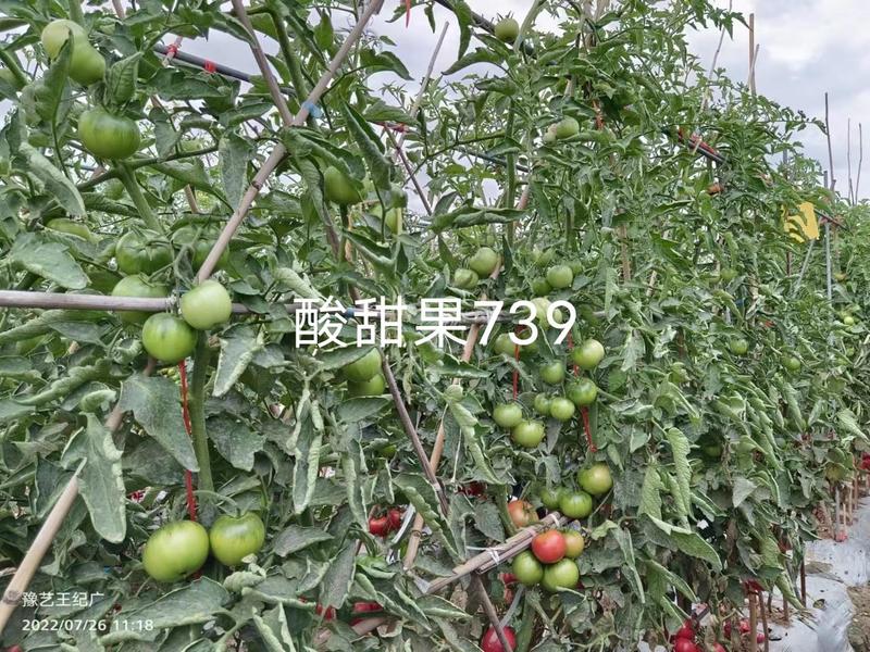 酸甜果739水果番茄种子抗TY病毒沙瓤酸甜好吃西红柿种子