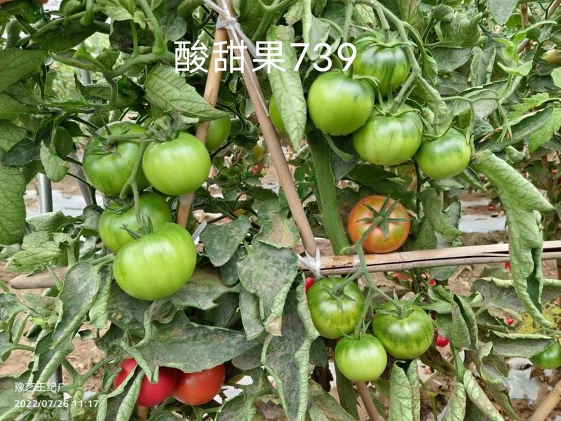 酸甜果739水果番茄种子抗TY病毒沙瓤酸甜好吃西红柿种子